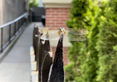 Close-up of dragonfly perching on a railing