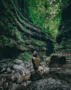 Plants growing on rock in forest