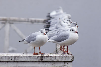 Close-up of seagulls perching on wood