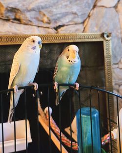 Two birds perching on metal cage