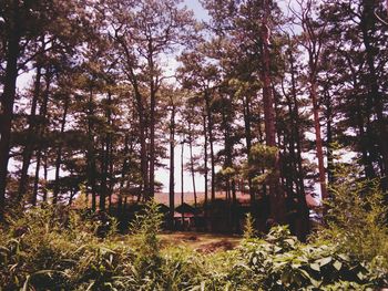 Trees and plants in forest