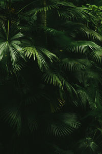 Low angle view of palm tree