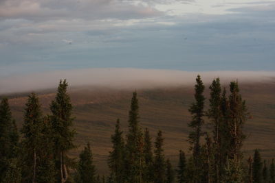 Scenic view of forest against sky