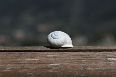 Close-up of snail on wood