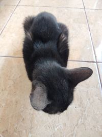 High angle view of black cat relaxing on floor