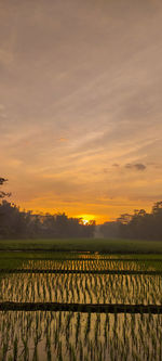 Scenic view of field against sky during sunset