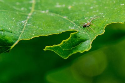 Close-up of insect on leaf