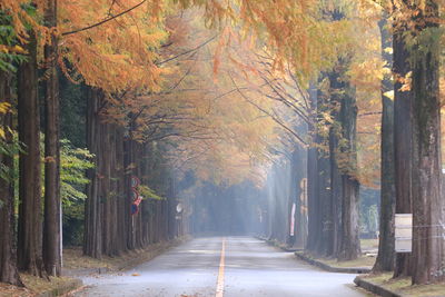 Road amidst trees