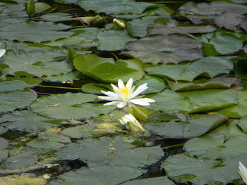 Close-up of lotus water lily in lake