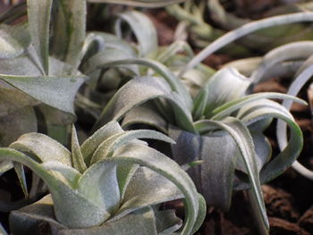 The scaly tissue on the leaf surface of tillandsia can absorb rain or moisture in the air