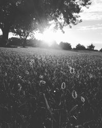 Sun shining through trees on field