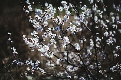 Close-up of flowers growing on tree