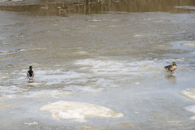 High angle view of dog on beach