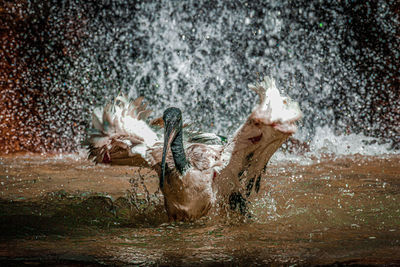 Fountain in water