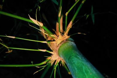 Close-up of a plant