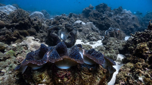 Giant clams at pagkilatan
