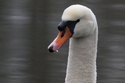 Close-up of swan