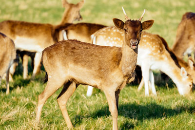 Deer standing in a field