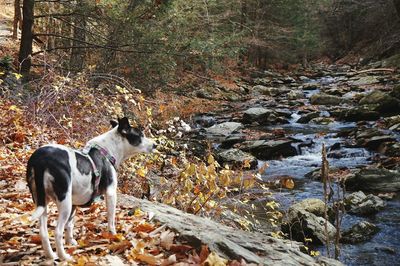 Dog looking at stream in forest