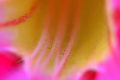 Full frame shot of pink flower