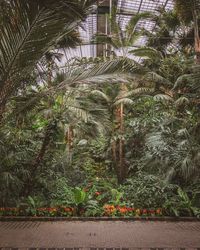 Plants growing in park