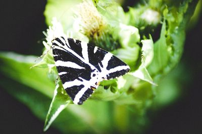 Close-up of butterfly on leaf