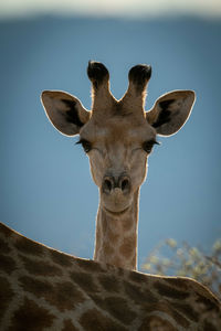 Portrait of giraffe against sky