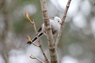 Close-up of bird perching on tree