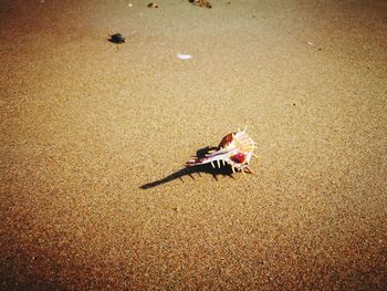 High angle view of crab on sand