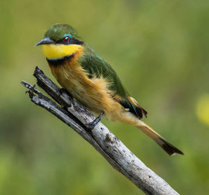 Close-up of bird perching on branch