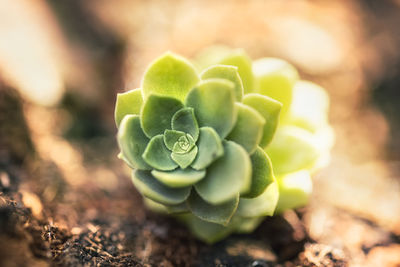 Close-up of cactus