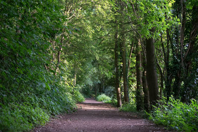 Footpath amidst trees in forest