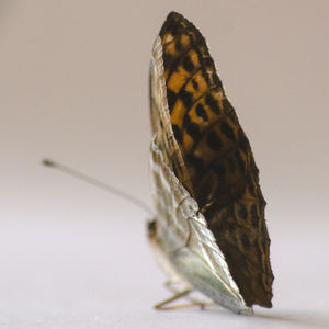 Close-up of butterfly on white background