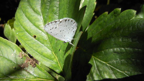 Close-up of leaves