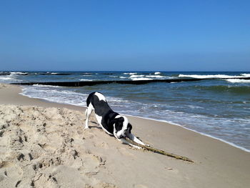 Scenic view of beach against blue sky