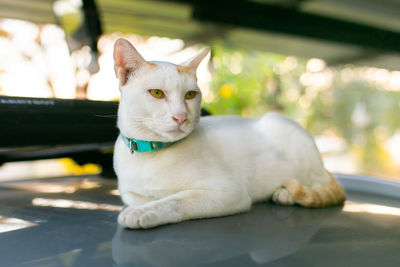 pet