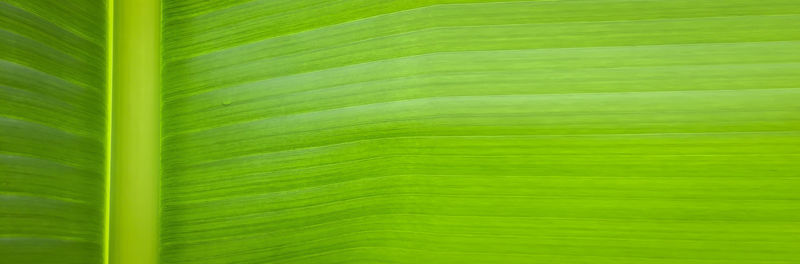 Full frame shot of palm leaf