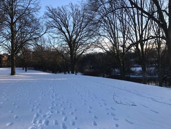 Trees on snow covered landscape