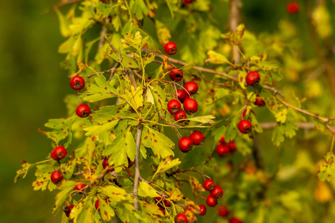 CLOSE-UP OF BERRIES ON TREE