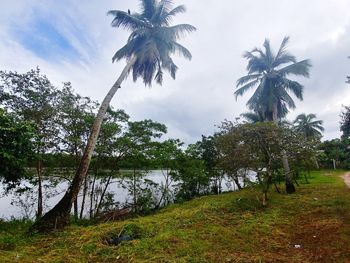 Palm trees on field against sky