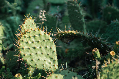 Close-up of cactus