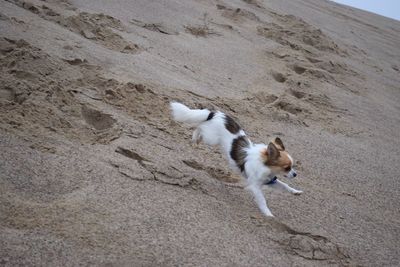 High angle view of a dog