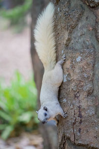 Close-up of tree trunk
