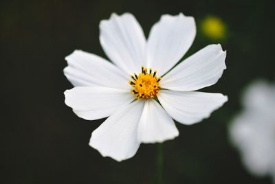 Close-up of white daisy blooming outdoors