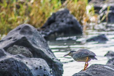 Close-up of bird perching on rock