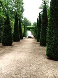 View of trees in row