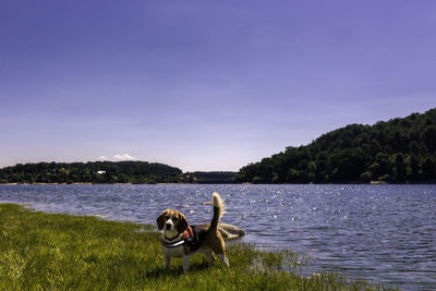 Dog in a lake