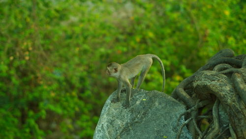 Monkey looking away on rock