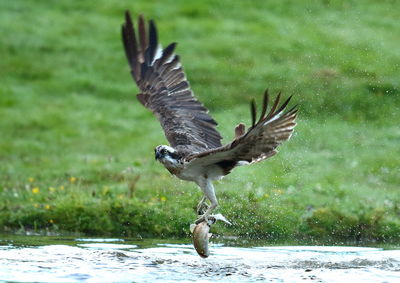 Bird hunting fish in lake