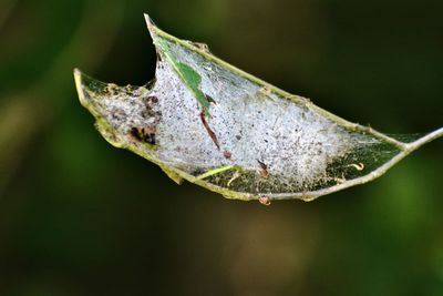 Close-up of grasshopper